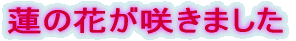 �@�̉Ԃ��炫�܂���